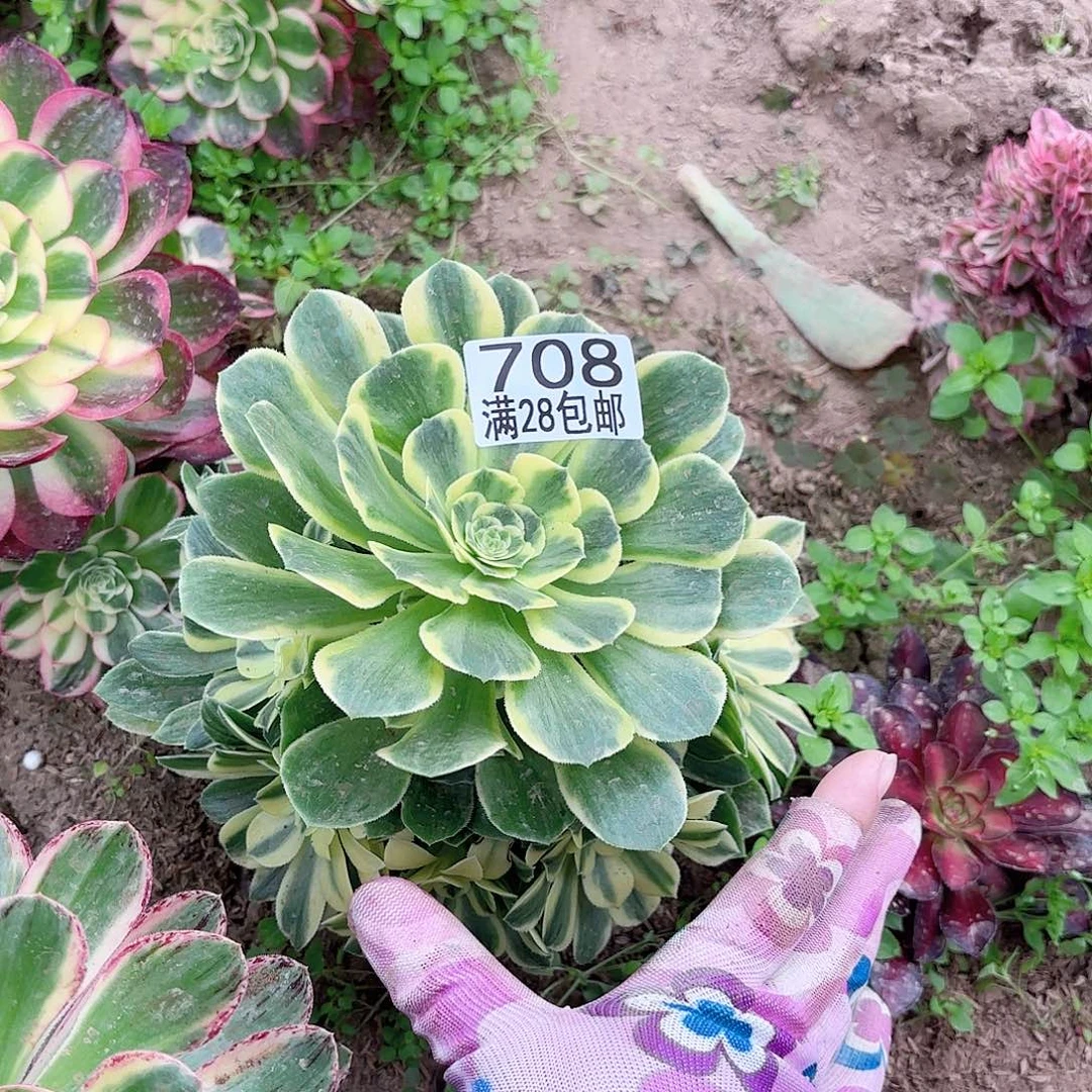 C 708芳华多肉1111