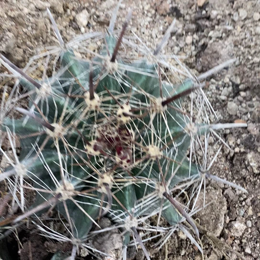 带刺直径20公分。