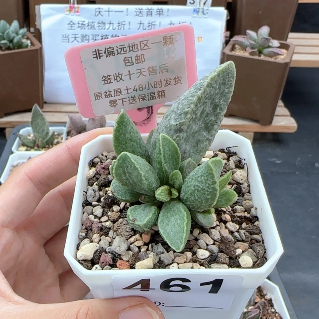 461抹茶多肉植物