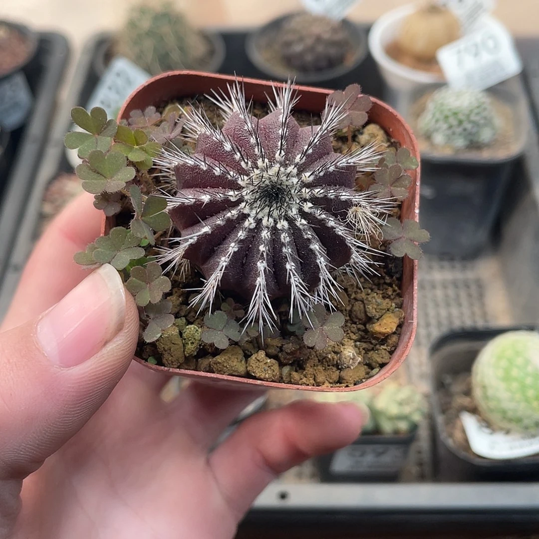 849Zi刺尤博球（满18包邮）