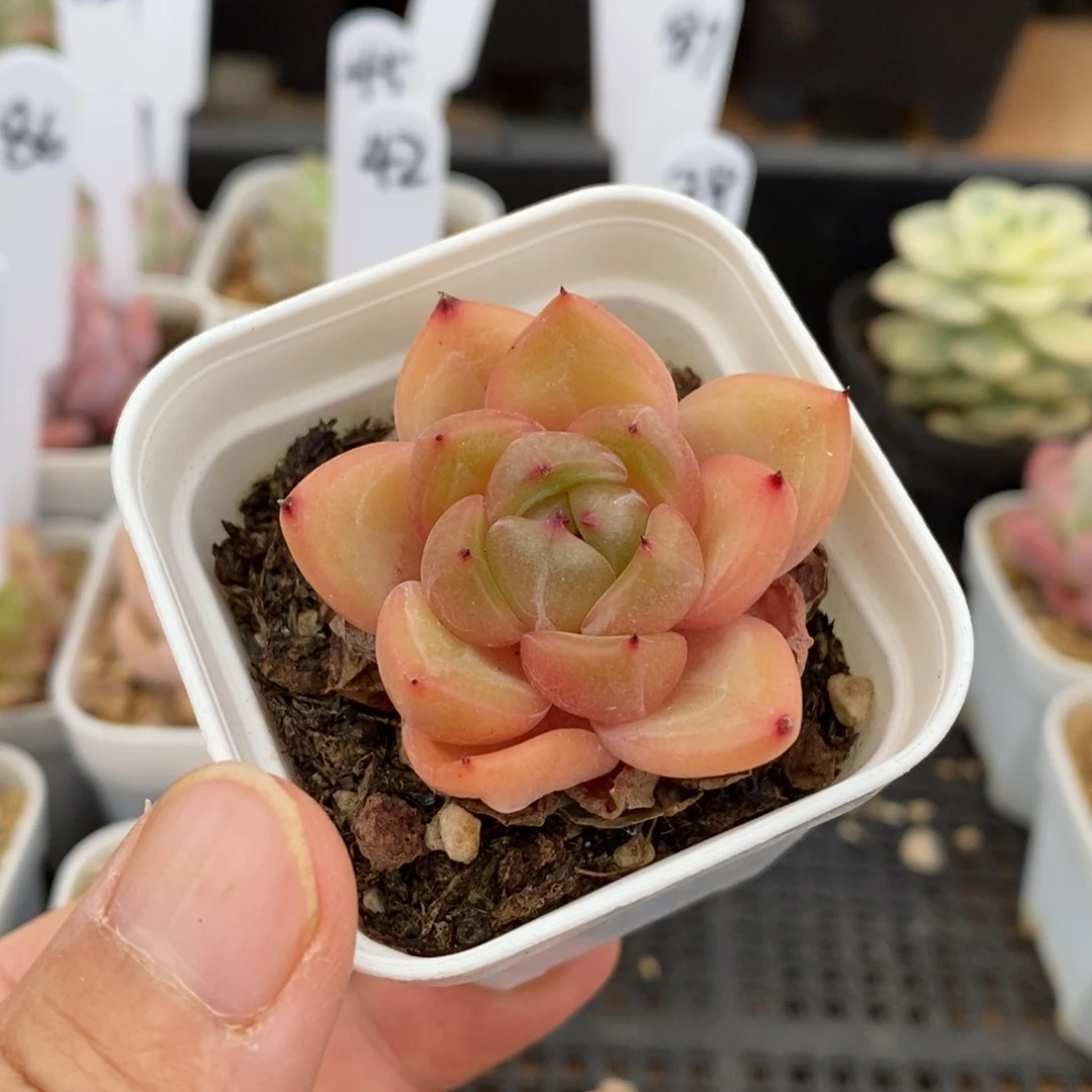 精品多肉一物一拍不包整115