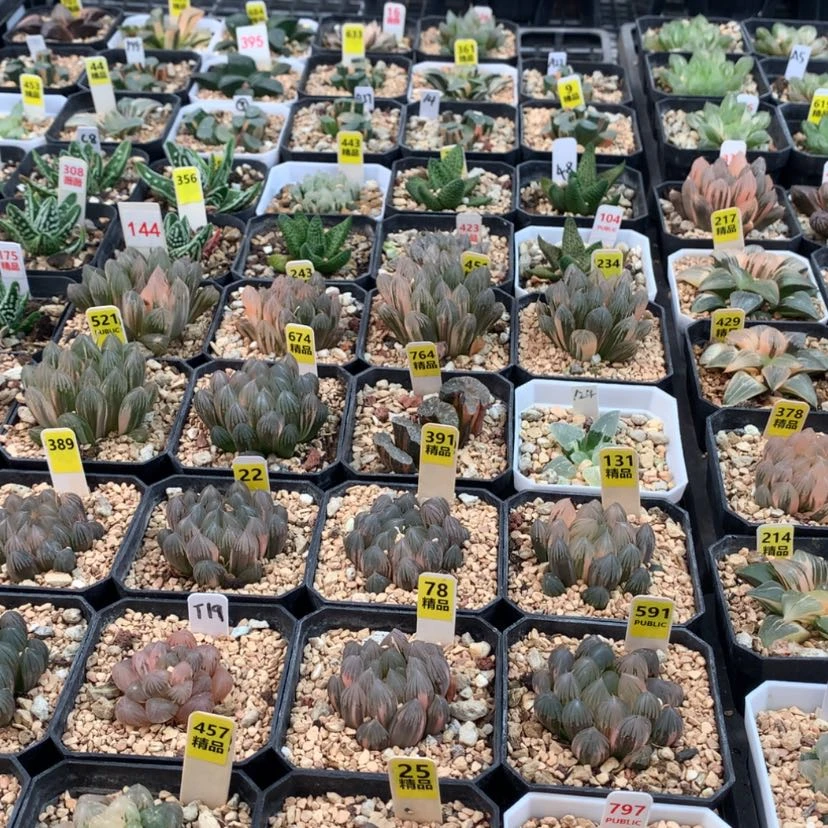 【闪购商品】安*～33火凤凰