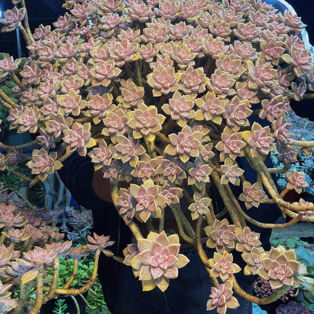 阿伦陪一物一拍脱土包邮