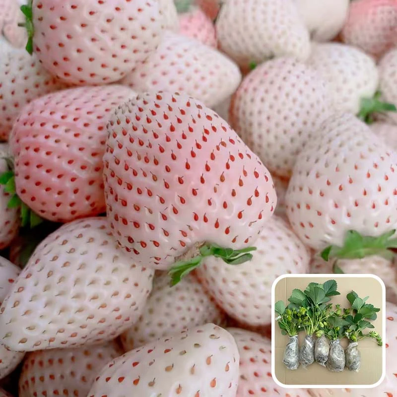 (30天结果)奶油草莓秧苗北方种植绿植四季阳台种植当年结果