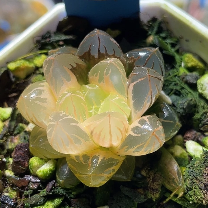 542糊斑水晶灯锦特选福利