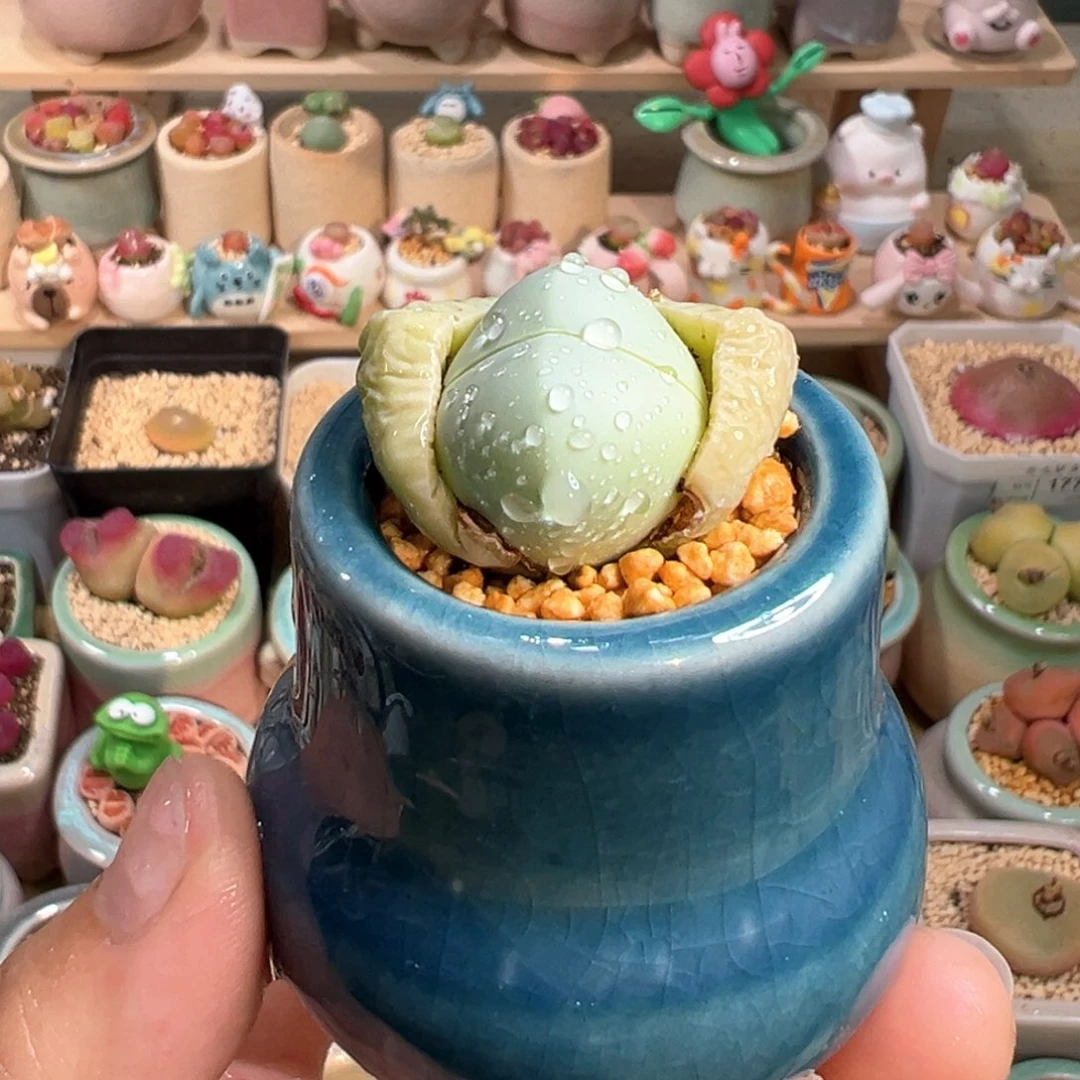 多肉植物4号元宝