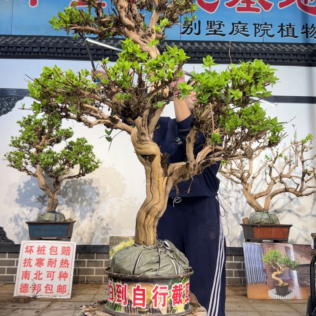 无花朵金银花88888