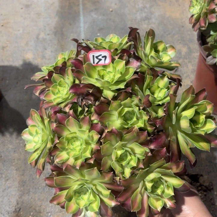 一物一拍韶华丛林朵157