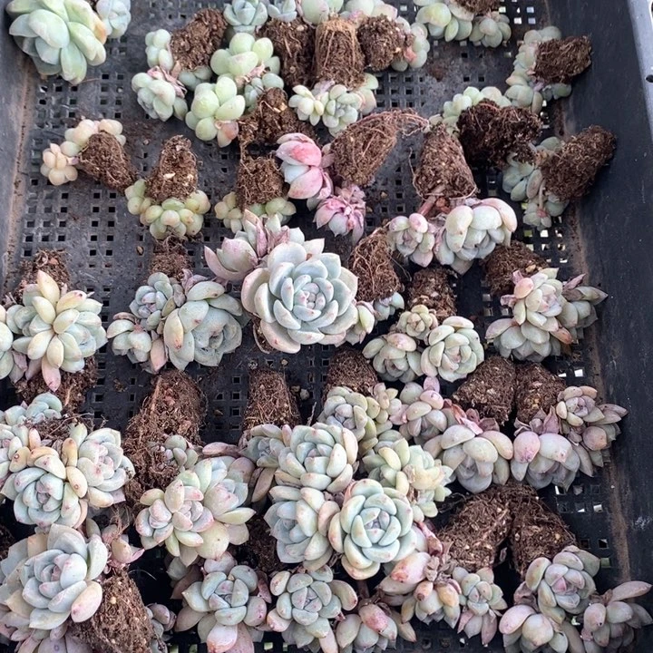 多肉植物一物一拍