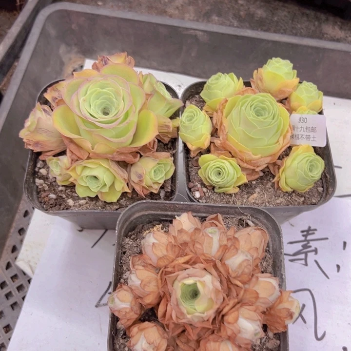 930 裸根不带土发货