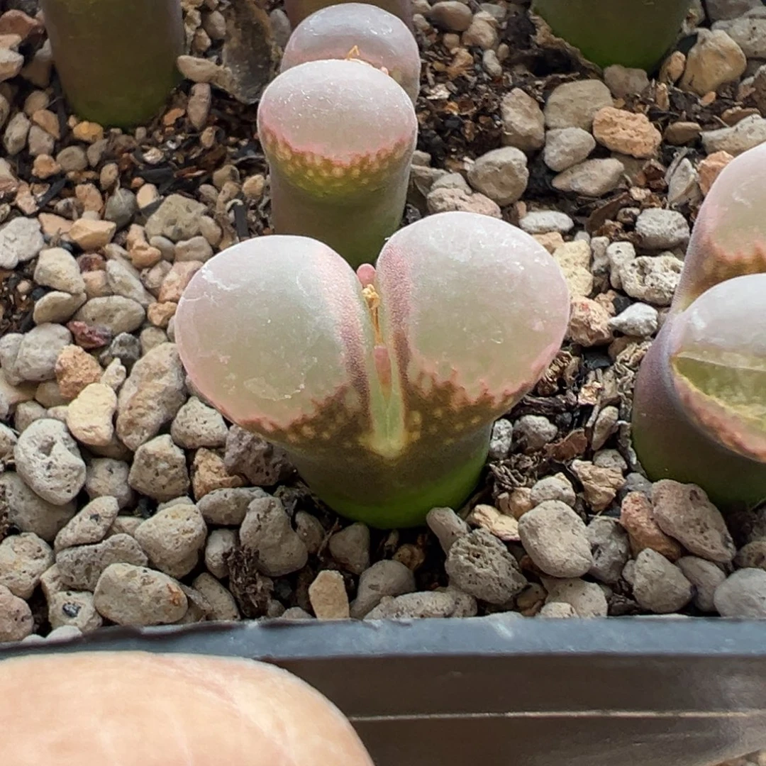 鲑鱼粉风铃多肉植物