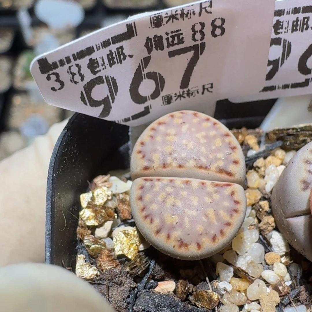 是***️zzzzz生石花肉锥967