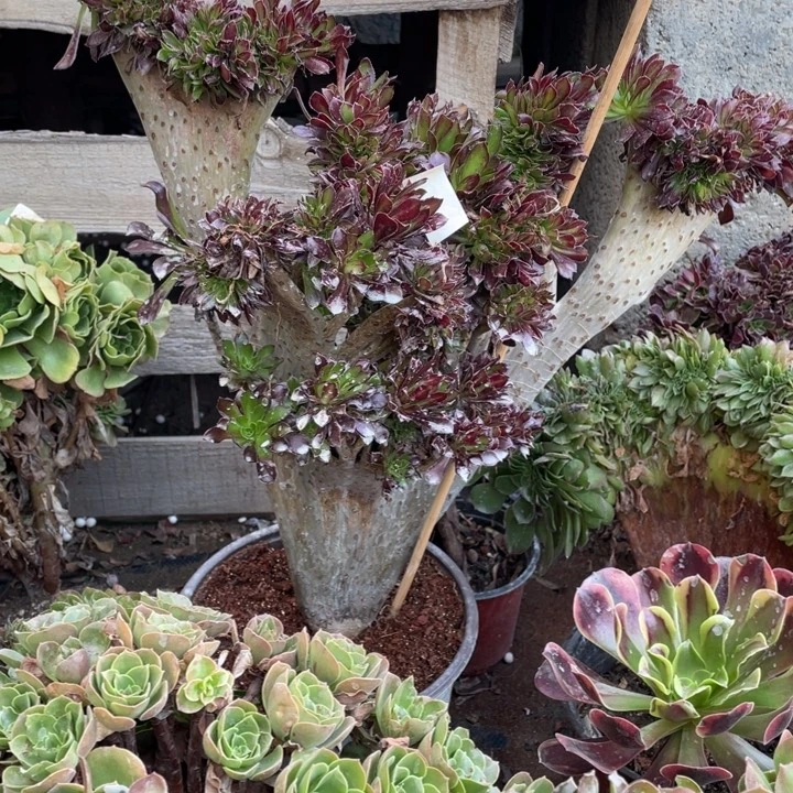 黑法师缀化40厘米左右