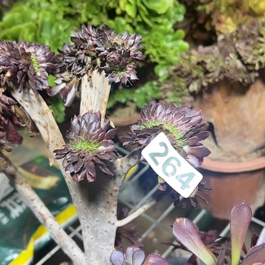 小****多肉植物一个黑同264