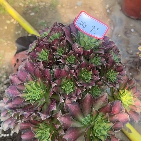 多肉植物韶华268