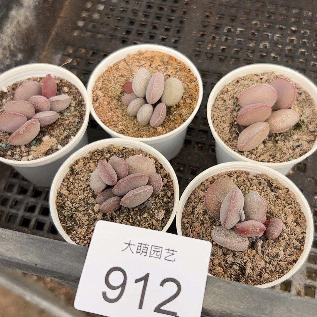 量拍以下1盆红蛋带盆土发。   912