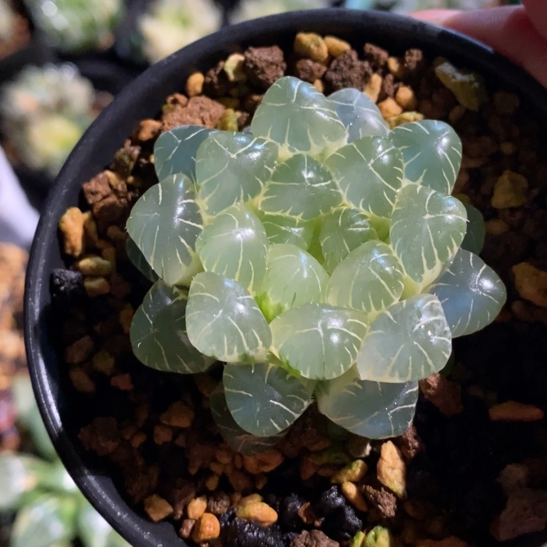 一颗糊斑湖水玉露锦 元旦福利