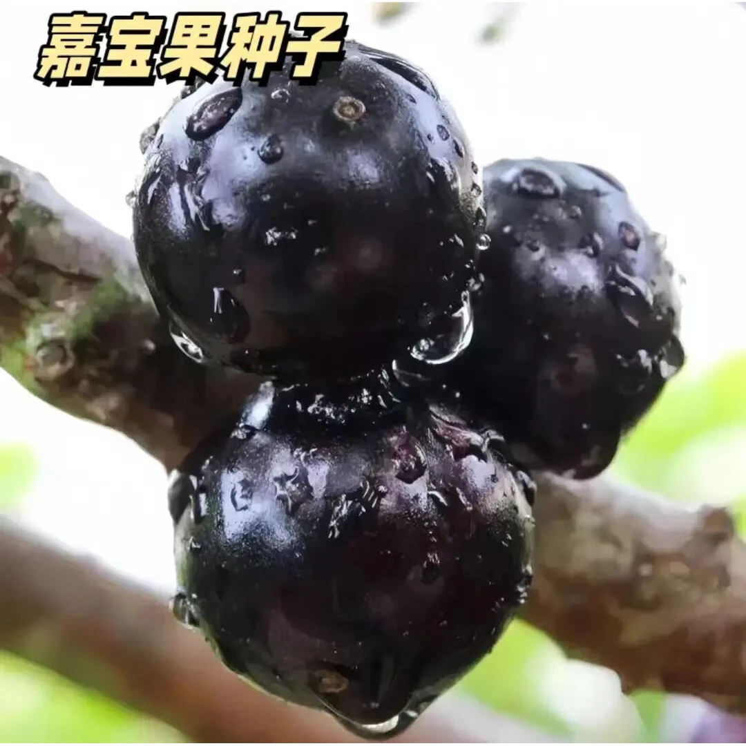 【嘉宝果种子】家庭阳台小院盆栽地栽四季种植