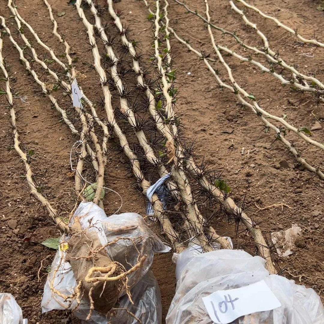 用****51.3米多叶仙两颗编号104