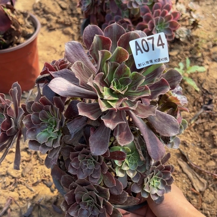 欧若拉多肉植物074.