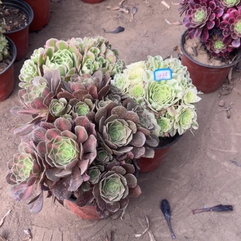 483多肉植物组合，