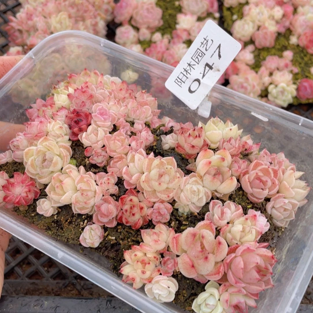 多肉植物多肉植物47