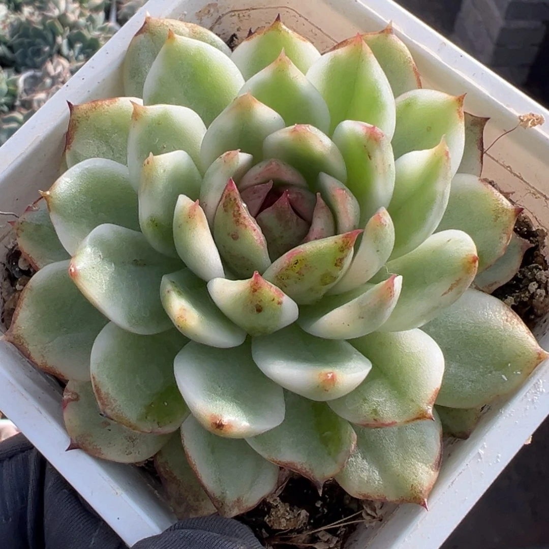 黑水晶锦，覆轮锦多肉