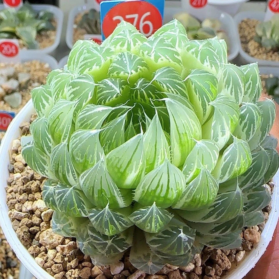 376花蝴蝶糊斑 8 厘米左右一物一拍带盆土发货