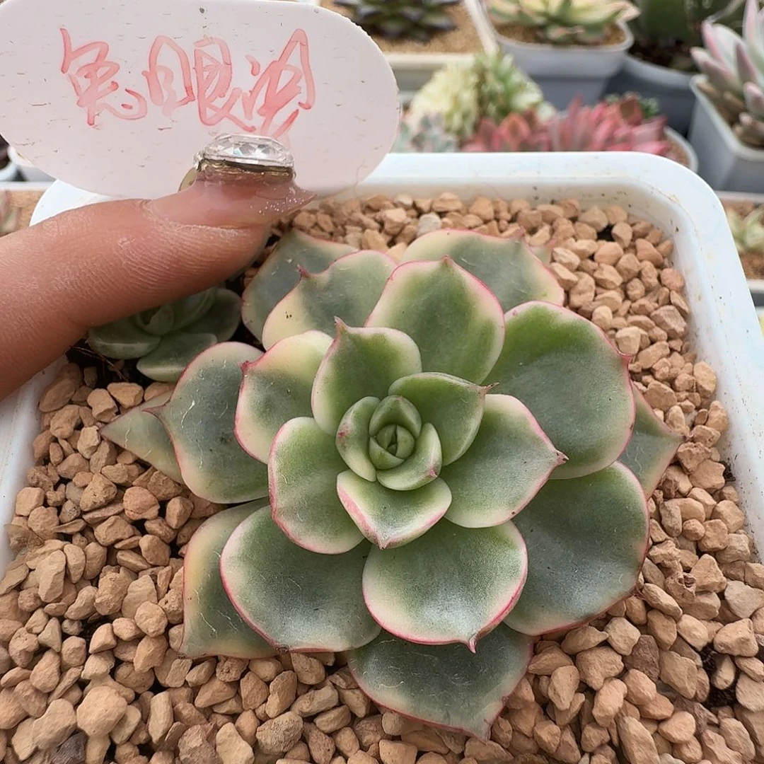 斗牛士锦一物一拍