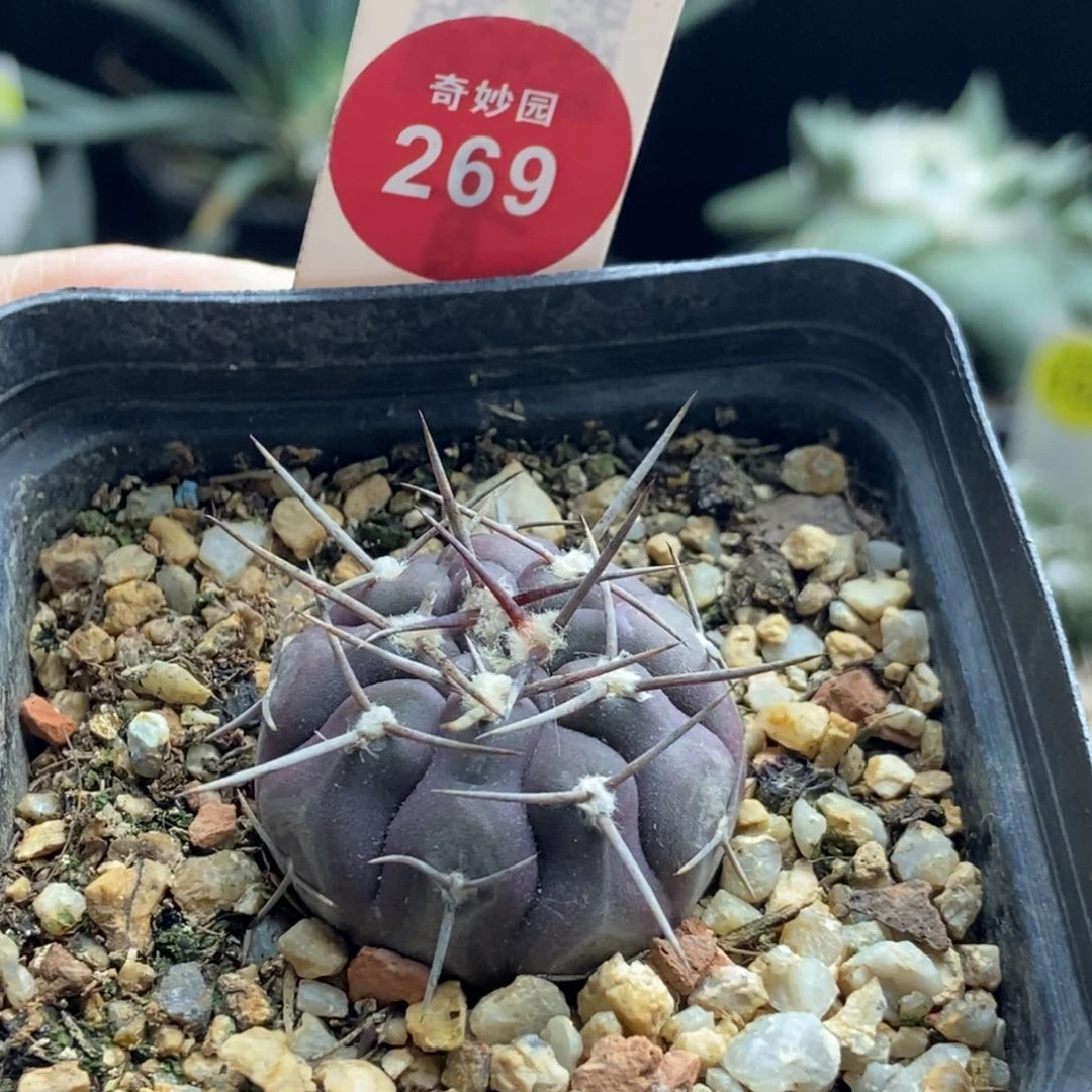 实生武勋丸一颗仙人球3.1cm