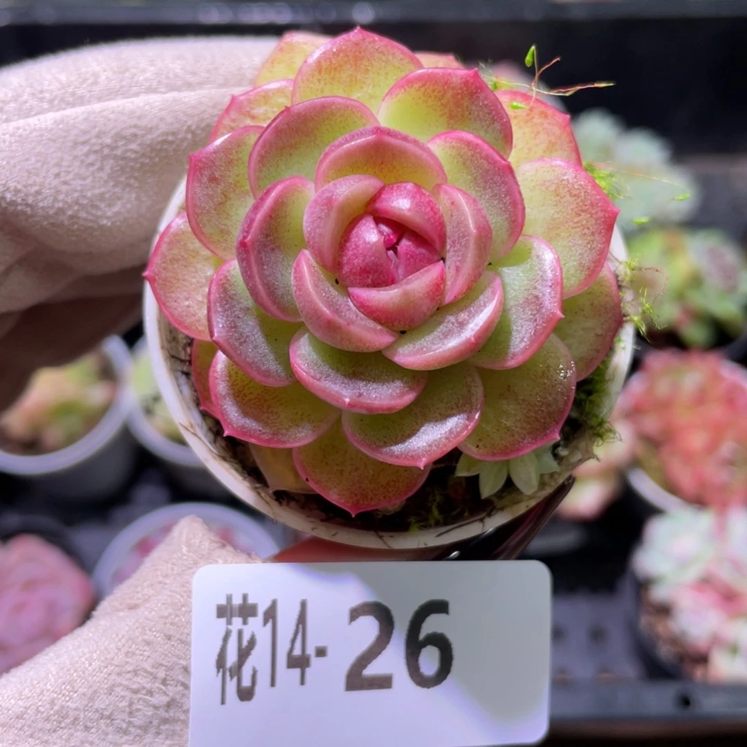 花利美14-26福利珍妮