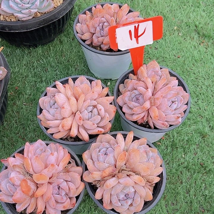 14号雪天师一个脱土