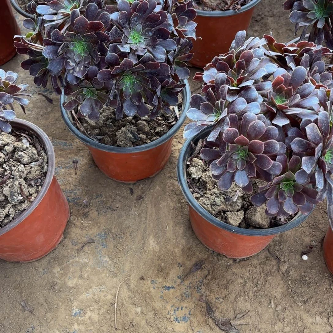 黑铜壶绣球9.9多肉植物