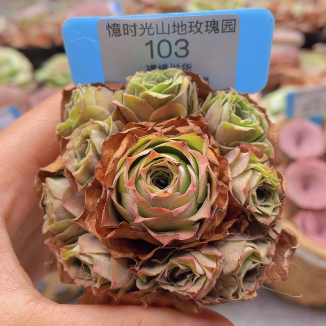 山地玫瑰103裸根发货不售后