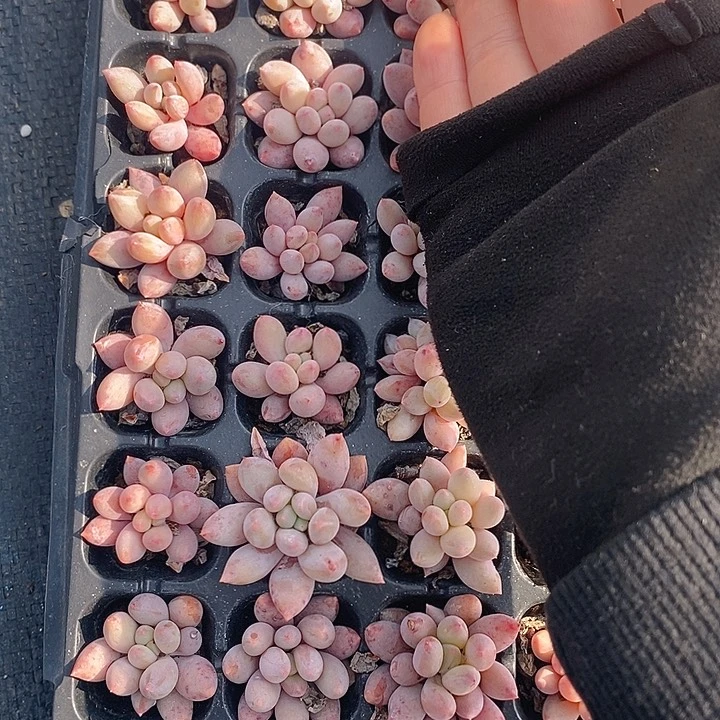 3 多肉植物盆栽花卉植物