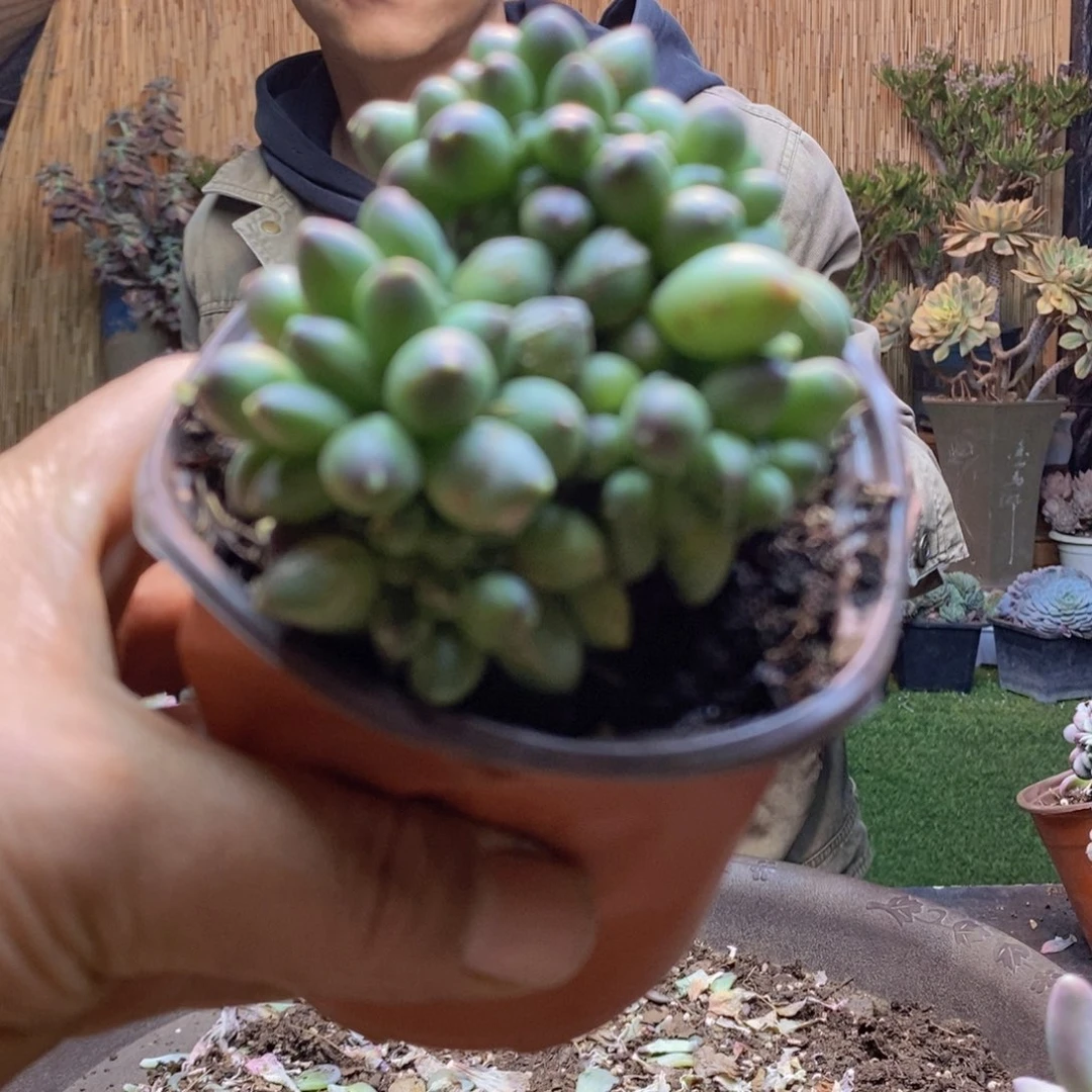 艾**?D103号千代田缀