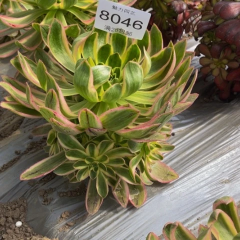 青莲多肉的8046多人