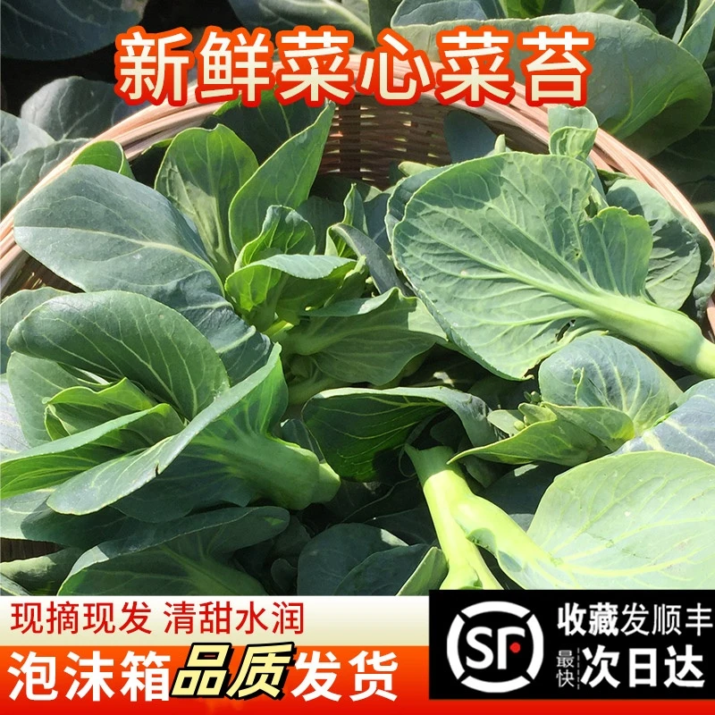 顺丰发货苏北青菜苔新鲜蔬菜江苏农家自种现摘现发霜冻菜苔菜头