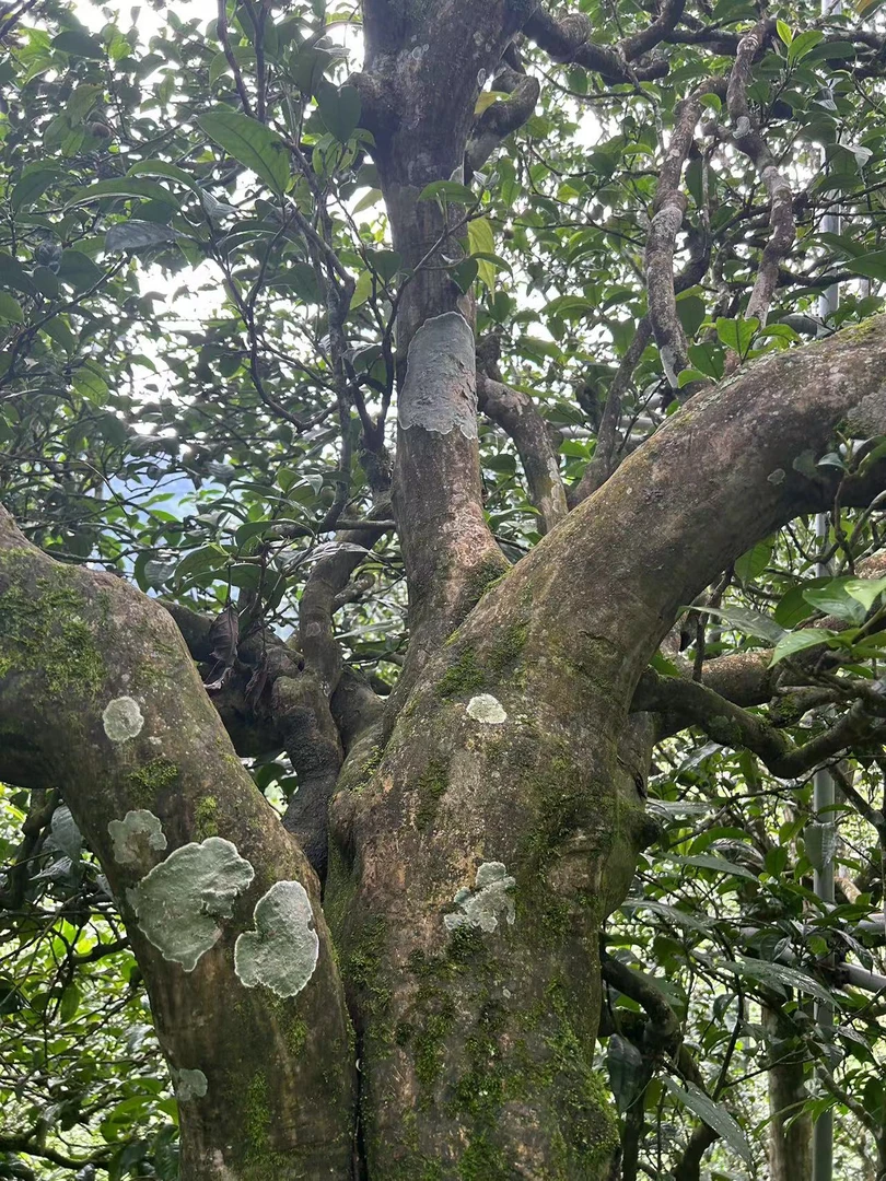 醇韵高货单株200克