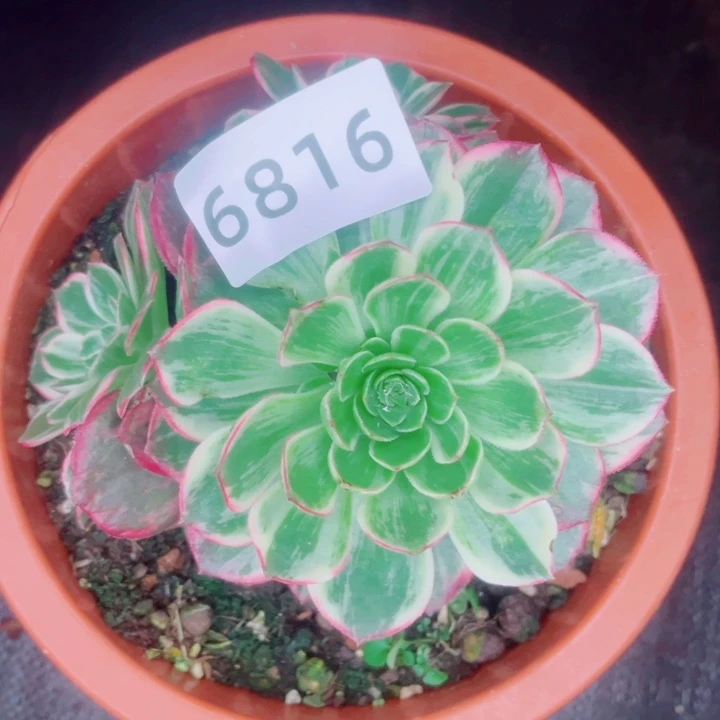 万花筒特价多肉发货