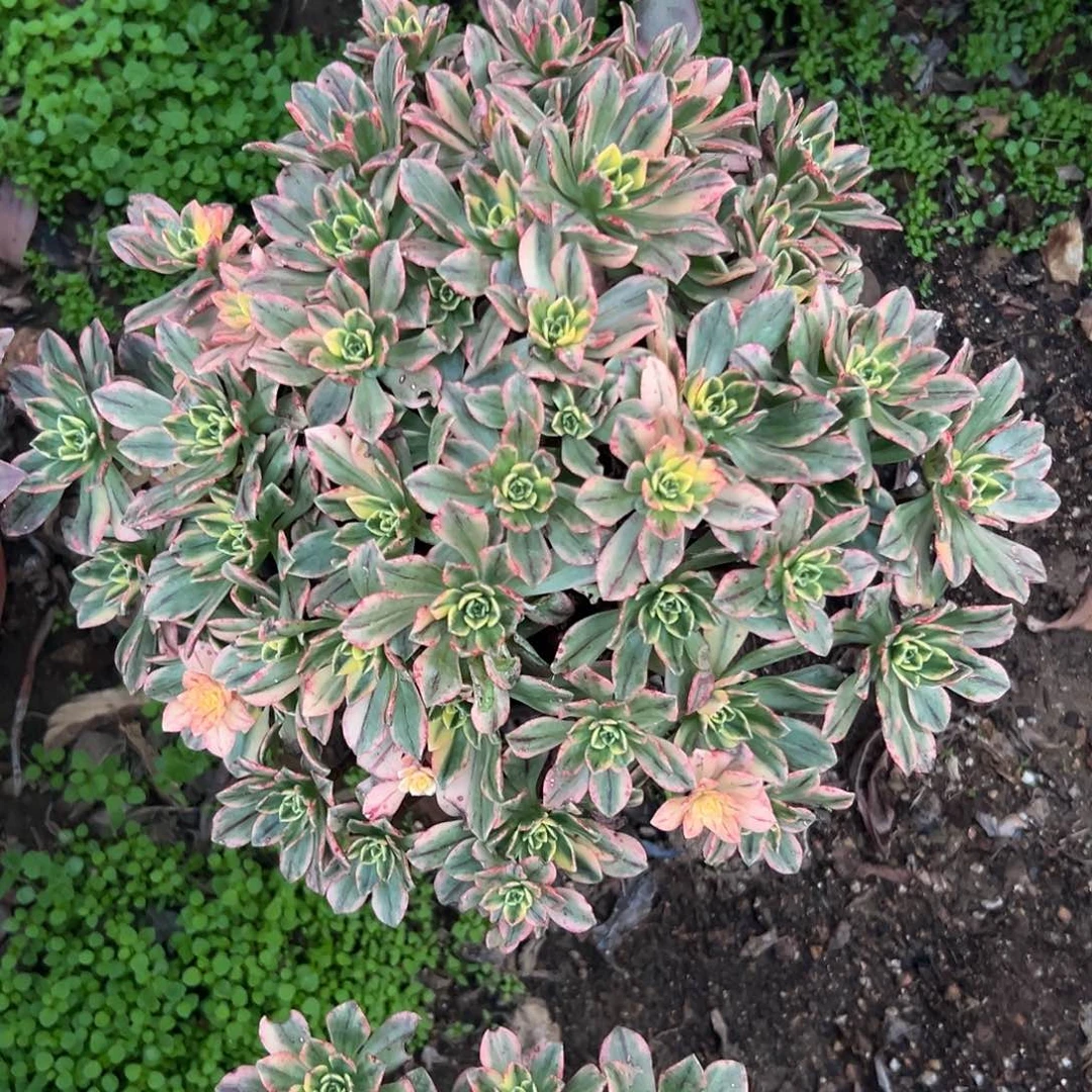 多肉植物甜茶老庄