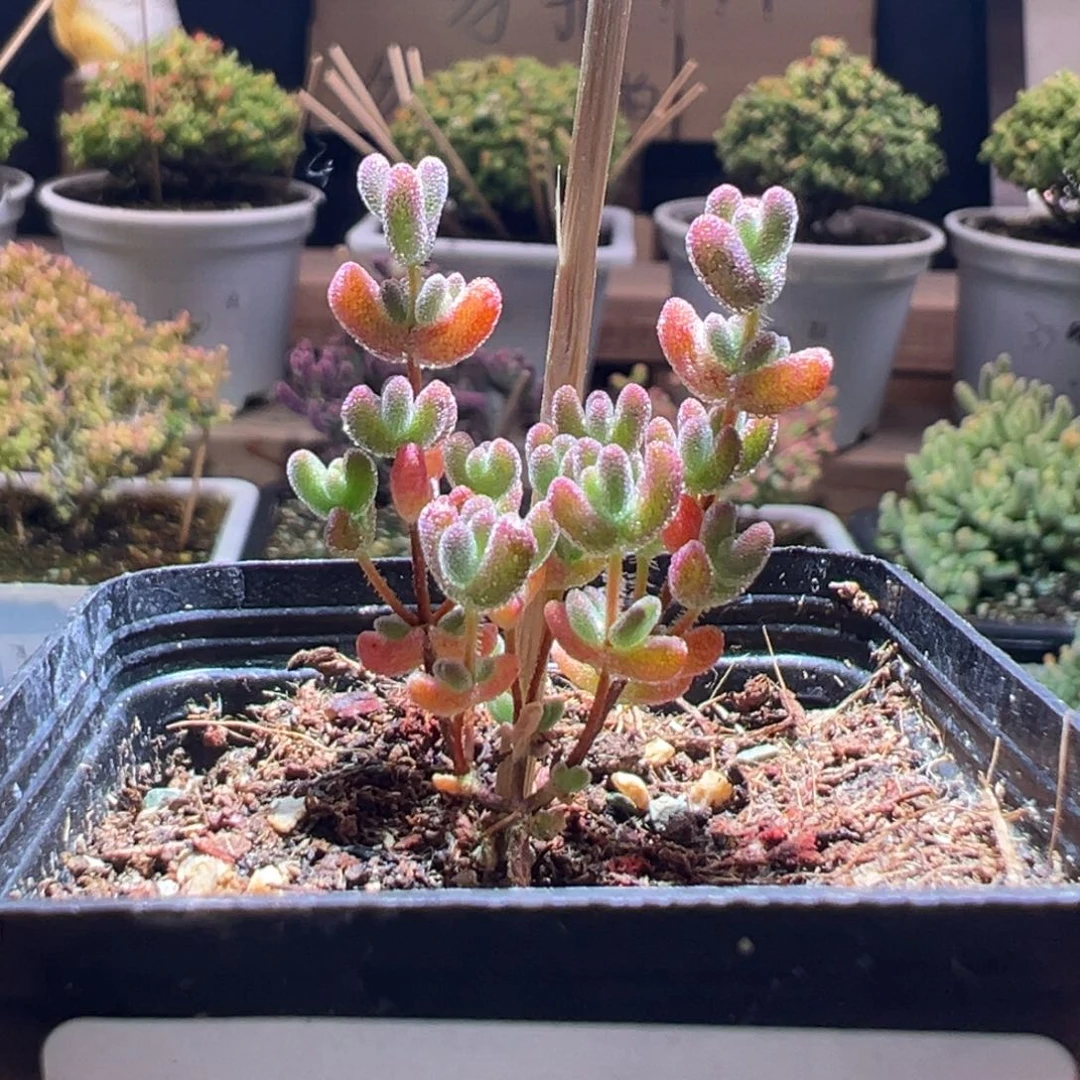 97莱斯糊斑锦一物一拍包开箱