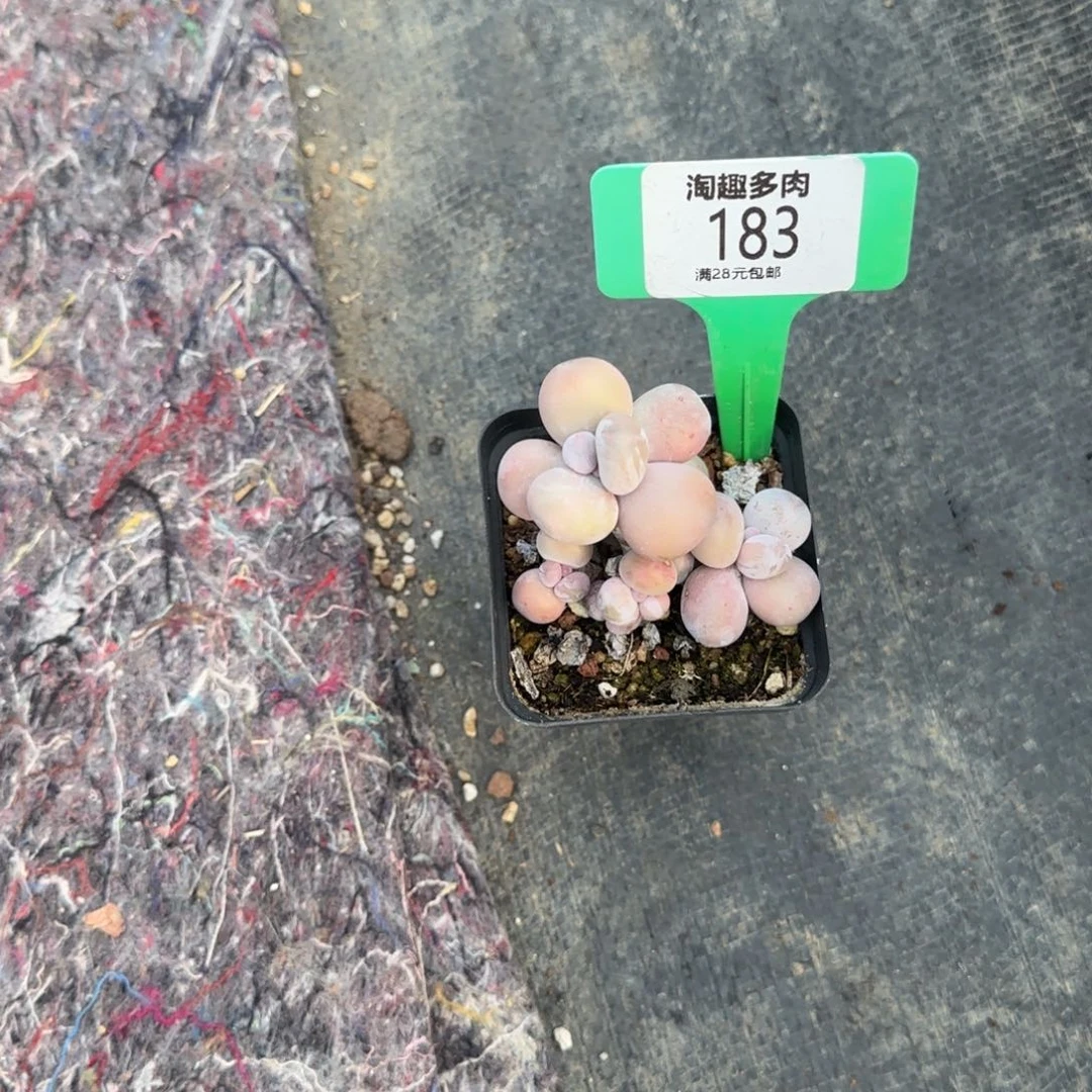 奶酪多头都有植物