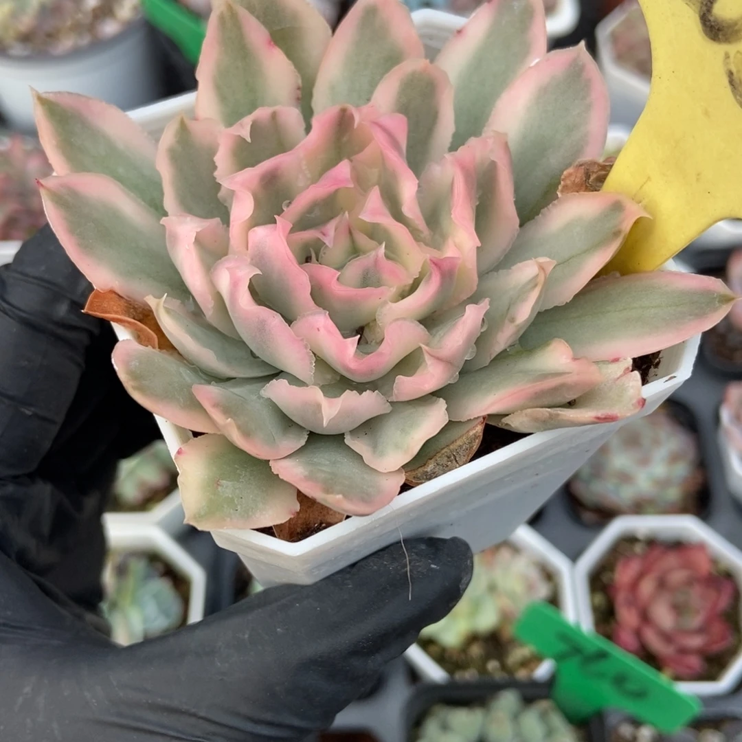 2053紫蝴蝶锦多肉植物多肉