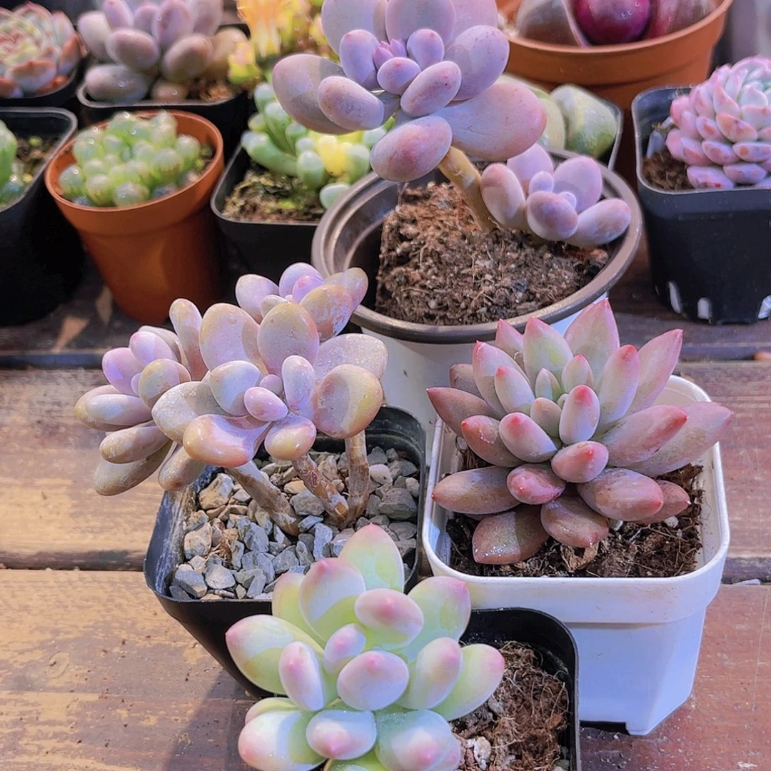 苹果奶➕桃蛋➕芭比奶酪➕红蜻蜓