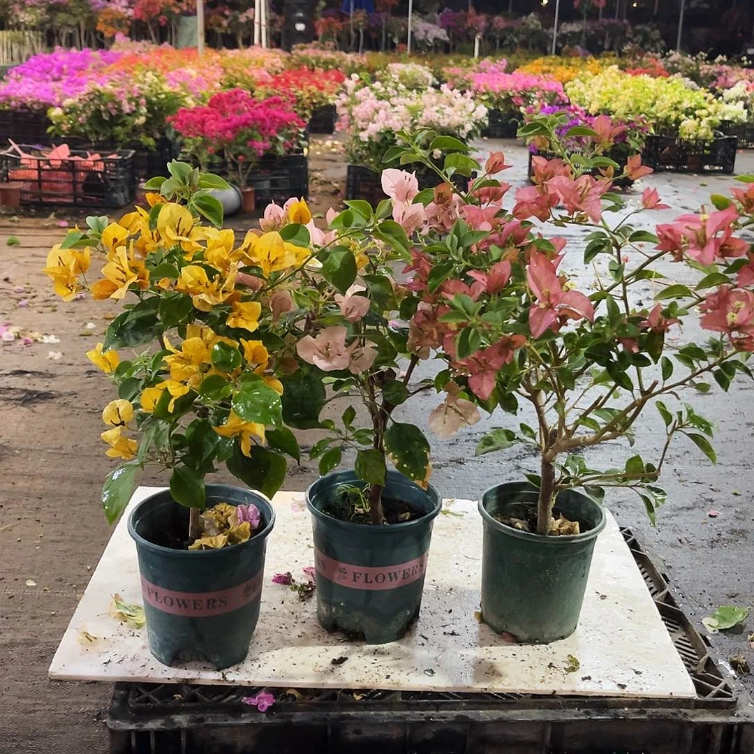 大部分花苞少量开放金色光辉，暗丽，卡亚塔