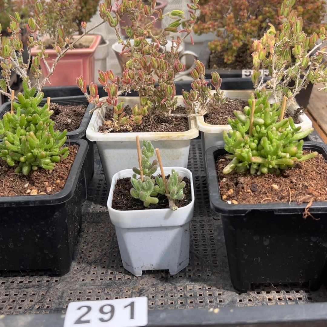 枝干番杏多肉植物291