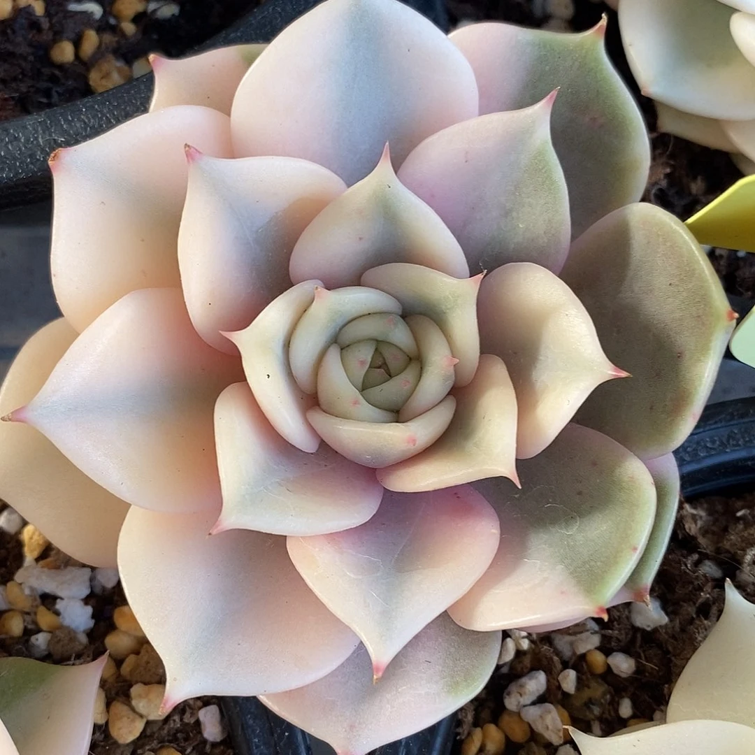 贝加尔湖锦一物一拍