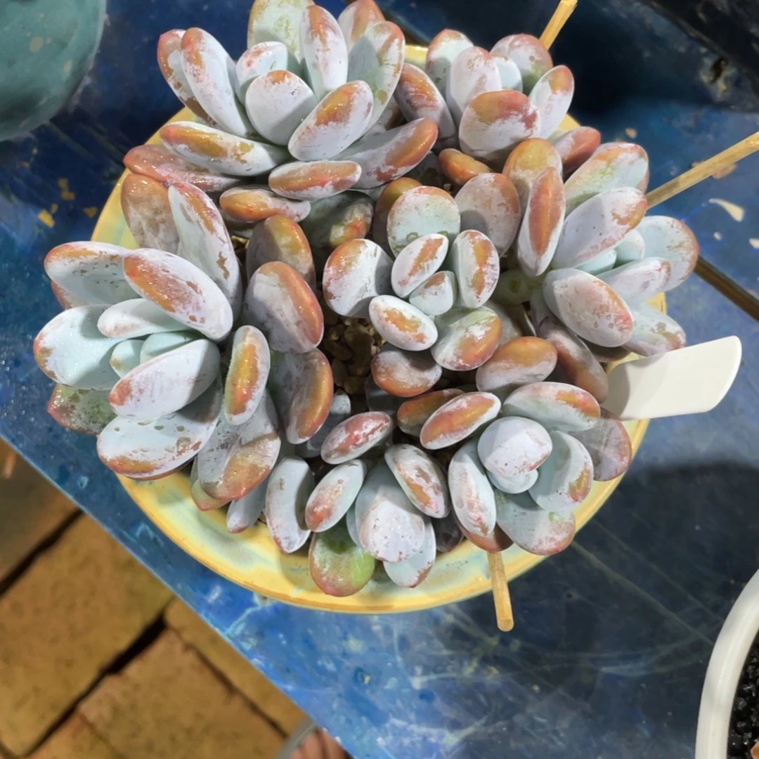 安***、一物一拍中通快递