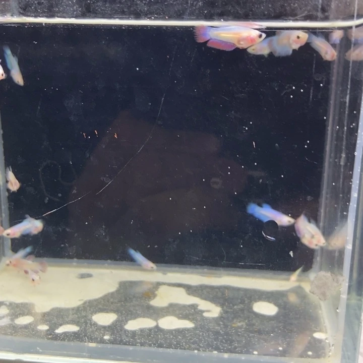 斗鱼包活不包损所见即所得002